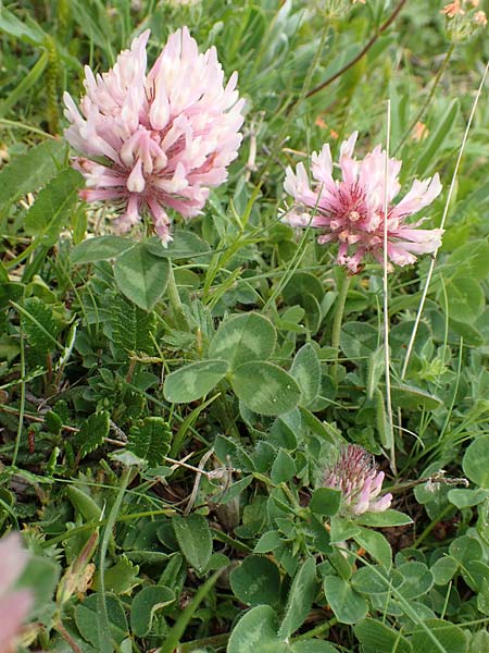 Trifolium pratense subsp. nivale \ Schnee-Klee, A Trenchtling 3.7.2019