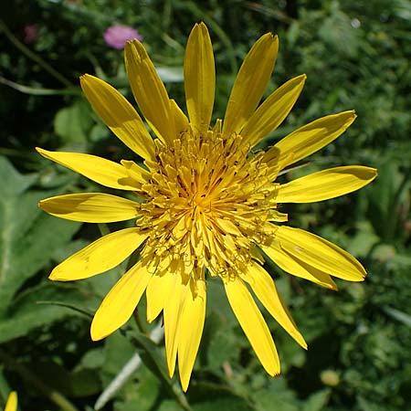 Tragopogon orientalis \ stlicher Wiesen-Bocksbart / Showy Goat's-Beard, A Pölstal-Oberzeiring 26.6.2021