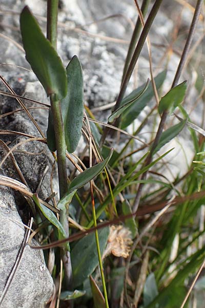 Noccaea praecox \ Frhes Hellerkraut, Frhblhendes Tschelkraut / Early Penny-Cress, A Kärnten/Carinthia, St. Paul im Lavanttal 16.5.2016