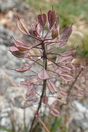 Noccaea praecox \ Frhes Hellerkraut, Frhblhendes Tschelkraut / Early Penny-Cress, A Kärnten/Carinthia, St. Paul im Lavanttal 16.5.2016