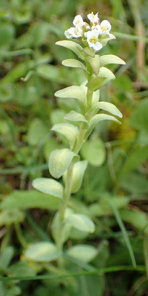 Noccaea caerulescens \ Gebirgs-Hellerkraut, Bluliches Tschelkraut / Alpine Penny-Cress, A Kärnten/Carinthia, Feistritz im Rosental 17.5.2016