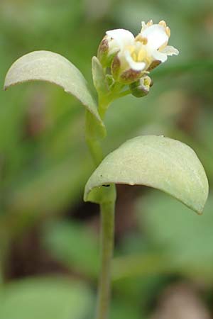 Noccaea caerulescens \ Gebirgs-Hellerkraut, Bluliches Tschelkraut / Alpine Penny-Cress, A Kärnten/Carinthia, Feistritz im Rosental 17.5.2016