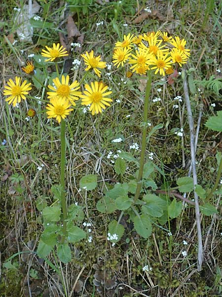 Tephroseris pseudocrispa \ Cividale-Greiskraut / Cividale Groundsel, A Kärnten/Carinthia, Koralpe 21.5.2016