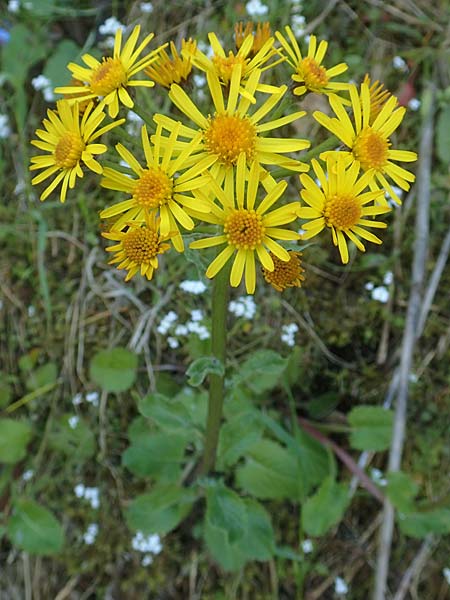 Tephroseris pseudocrispa \ Cividale-Greiskraut / Cividale Groundsel, A Kärnten/Carinthia, Koralpe 21.5.2016