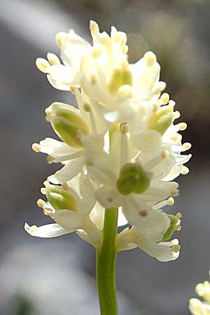 Tofieldia pusilla \ Kleine Simsenlilie / Scottish Asphodel, A Trenchtling 3.7.2019