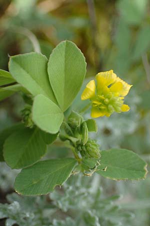 Trifolium patens \ Spreiz-Klee, Sdlicher Gold-Klee / Southern Hop Trefoil, A Seewinkel, Apetlon 8.5.2022