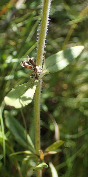 Thymus pannonicus \ Steppen-Thymian, A Weiden am Neusiedler See 8.7.2023
