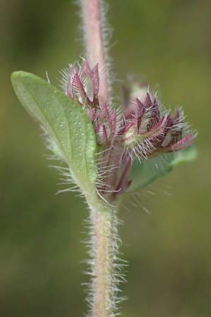 Thymus pannonicus / Eurasian Thyme, A Siegendorf 12.7.2023