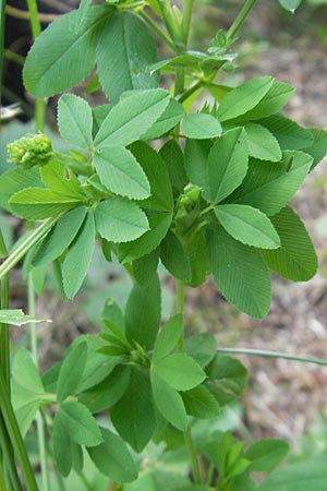 Trifolium aureum \ Gold-Klee / Golden Clover, A St. Lorenzen 1.7.2010