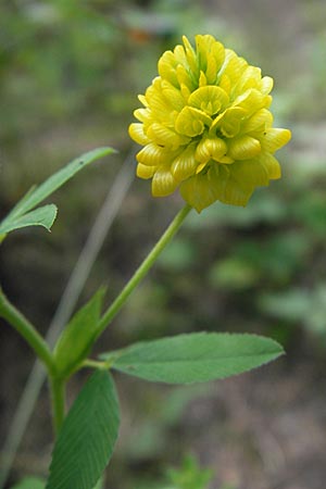 Trifolium aureum \ Gold-Klee / Golden Clover, A St. Lorenzen 1.7.2010