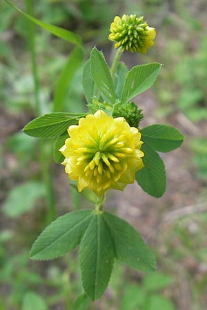 Trifolium aureum \ Gold-Klee / Golden Clover, A St. Lorenzen 1.7.2010