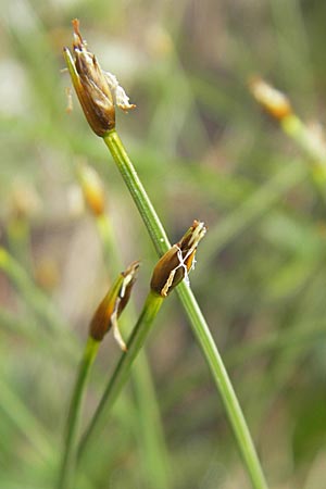 Trichophorum cespitosum subsp. cespitosum \ Gewhnliche Rasenbinse, A Malta - Tal 19.7.2010