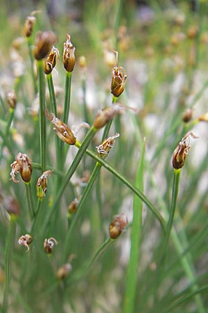 Trichophorum cespitosum subsp. cespitosum \ Gewhnliche Rasenbinse, A Malta - Tal 19.7.2010