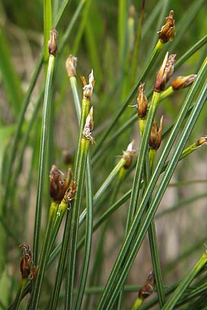 Trichophorum cespitosum subsp. cespitosum \ Gewhnliche Rasenbinse / Deer Grass, A Malta - Tal / Valley 19.7.2010