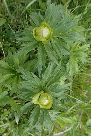 Trollius europaeus \ Trollblume / Globe Flower, A Kärnten/Carinthia, Feistritz im Rosental 17.5.2016