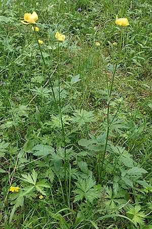 Trollius europaeus \ Trollblume, A Neuhaus am Zellerrain 2.7.2019