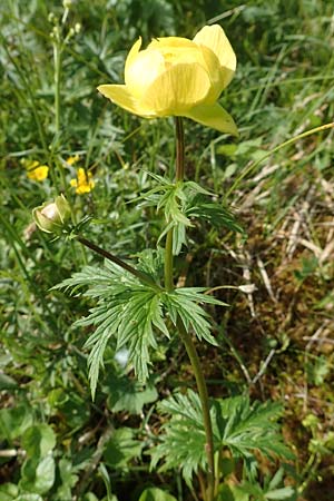 Trollius europaeus \ Trollblume, A Rax 28.6.2020