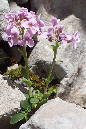 Noccaea rotundifolia \ Rundblttriges Tschelkraut / Round-Leaved Penny-Cress, A Dachstein, Auretskar 7.7.2020