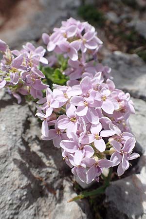 Noccaea rotundifolia \ Rundblttriges Tschelkraut / Round-Leaved Penny-Cress, A Dachstein 10.7.2020