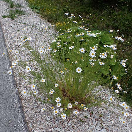 Tripleurospermum perforatum \ Geruchlose Kamille, A Wölzer Tauern, Kleiner Zinken 24.7.2021