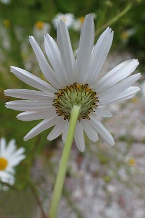 Tripleurospermum perforatum / Scentless Mayweed, A Wölzer Tauern, Kleiner Zinken 24.7.2021