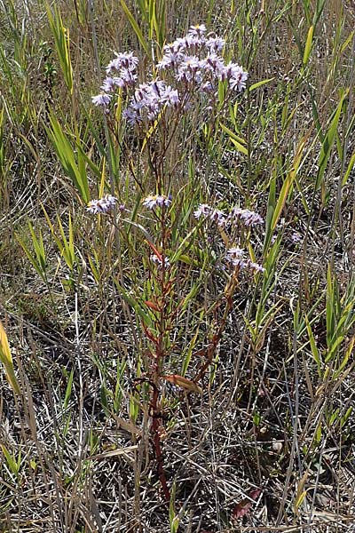 Tripolium pannonicum subsp. pannonicum \ Meer-Aster, Strand-Aster / Sea Aster, A Seewinkel, Apetlon 23.9.2022