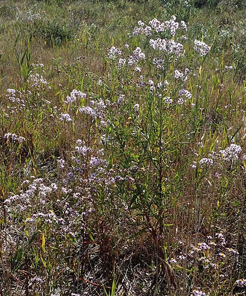 Tripolium pannonicum subsp. pannonicum \ Meer-Aster, Strand-Aster / Sea Aster, A Seewinkel, Apetlon 23.9.2022