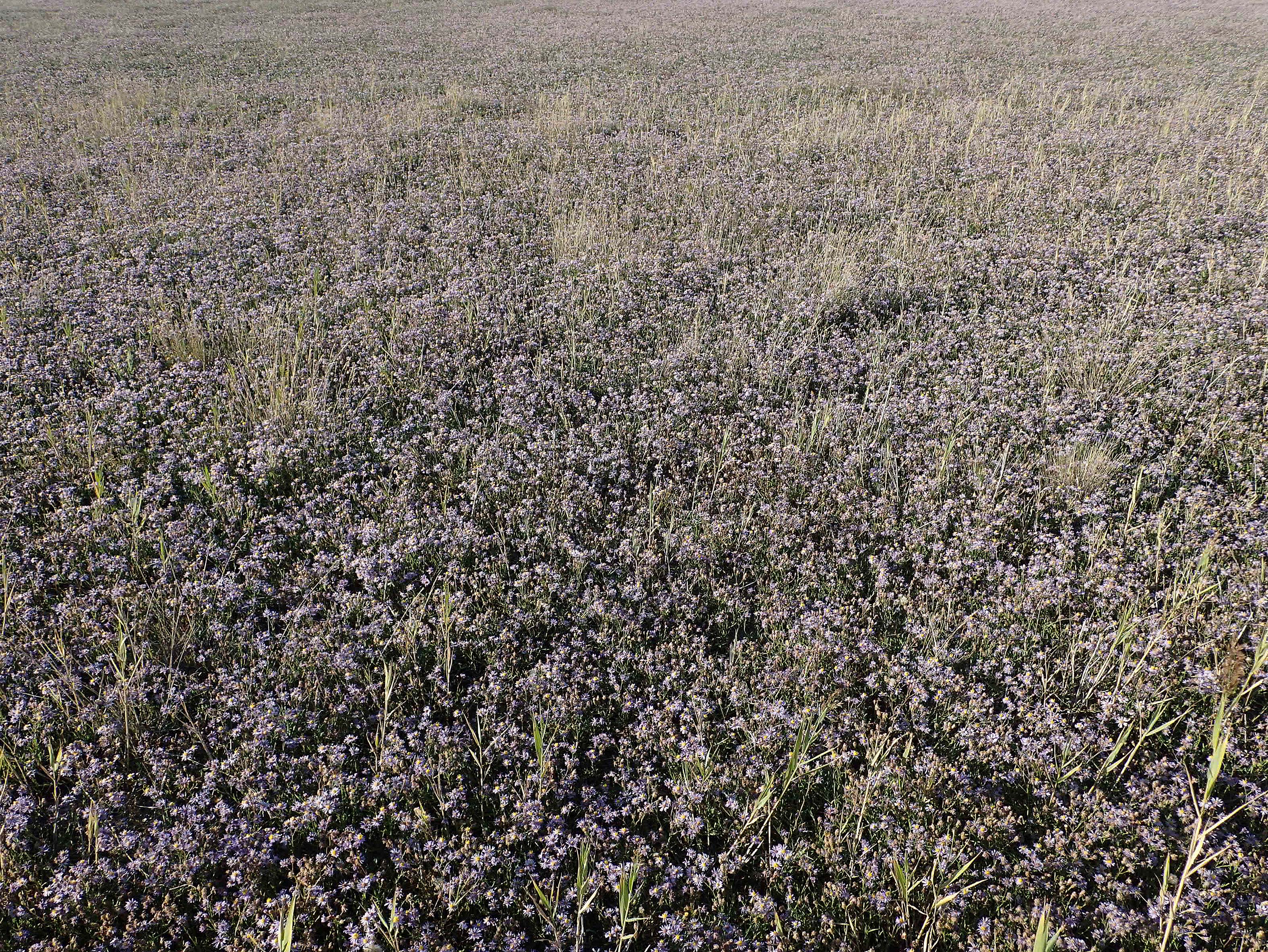Tripolium pannonicum subsp. pannonicum \ Meer-Aster, Strand-Aster, A Seewinkel, Illmitz 20.9.2012