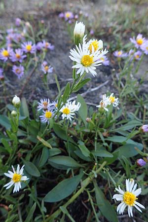 Tripolium pannonicum subsp. pannonicum \ Meer-Aster, Strand-Aster / Sea Aster, A Seewinkel, Illmitz 20.9.2012