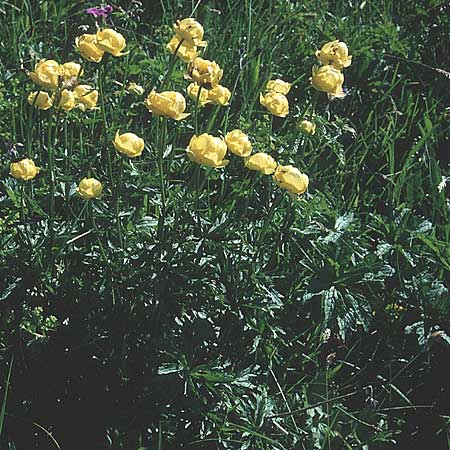 Trollius europaeus / Globe Flower, A St. Wolfgang 9.7.1995