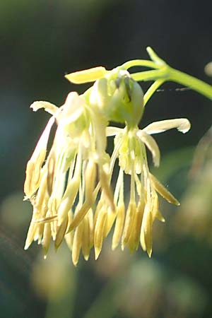 Thalictrum minus \ Kleine Wiesenraute / Lesser Meadow-Rue, A Tragöß 30.6.2019