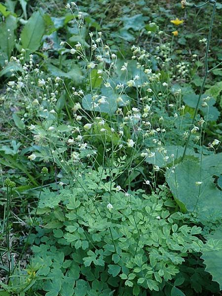 Thalictrum minus \ Kleine Wiesenraute / Lesser Meadow-Rue, A Tragöß 30.6.2019