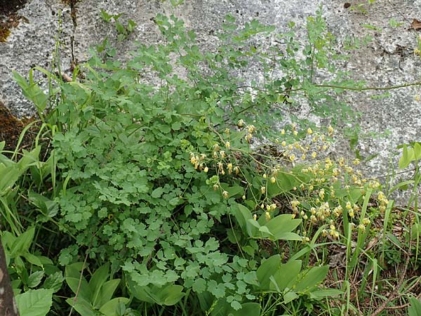 Thalictrum minus \ Kleine Wiesenraute / Lesser Meadow-Rue, A Altaussee 9.7.2020