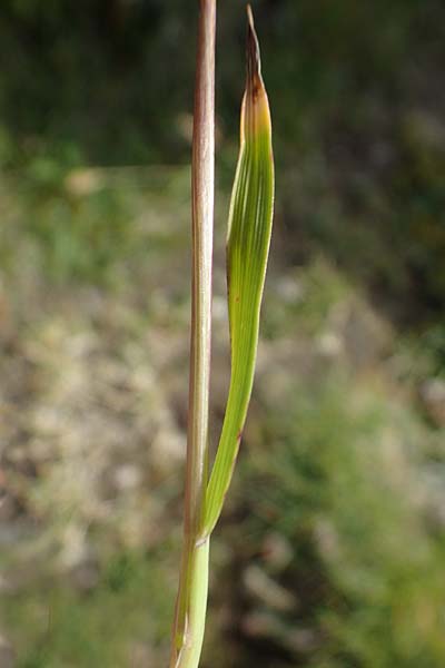 Trisetum spicatum \ hriger Grannenhafer, hren-Goldhafer / Spiked Oat Grass, A Wölzer Tauern, Kleiner Zinken 24.7.2021