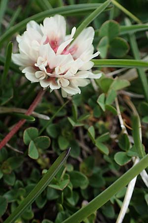 Trifolium thalii \ Rasiger Klee, Alm-Klee, A Wölzer Tauern, Kleiner Zinken 26.6.2021