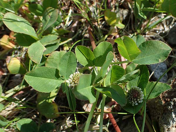 Trifolium thalii \ Rasiger Klee, Alm-Klee, A Wölzer Tauern, Kleiner Zinken 24.7.2021