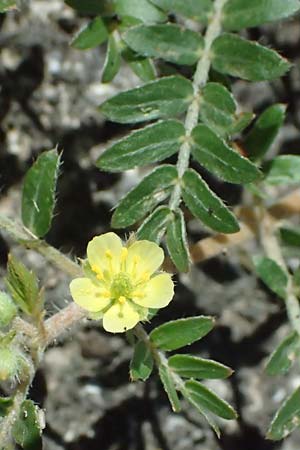 Tribulus terrestris \ Erd-Burzeldorn, A Seewinkel, Mönchhof 13.7.2023