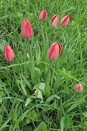 Tulipa gesneriana \ Garten-Tulpe / Garden Tulip, Didier's Tulip, A Perchtoldsdorf 7.5.2022