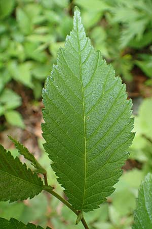 Ulmus minor \ Feld-Ulme / Small-Leaved Elm, A Weichtal-Klamm 1.7.2020