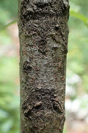 Ulmus minor / Small-Leaved Elm, A Weichtal-Klamm 1.7.2020