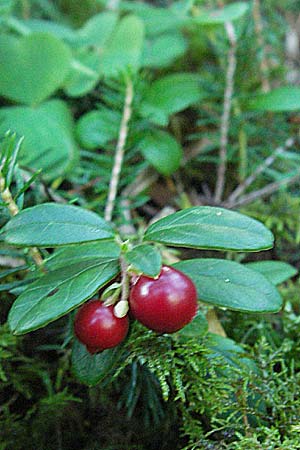 Vaccinium vitis-idaea / Cowberry, Lingonberry, A Hahntennjoch 22.8.2007