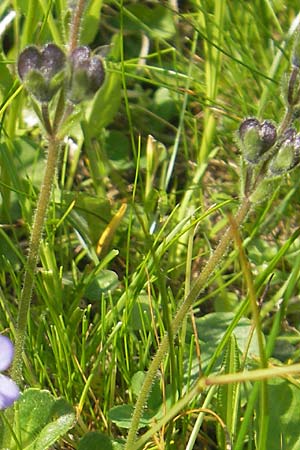 Veronica aphylla \ Nacktstiel-Ehrenpreis, Blattloser Ehrenpreis / Leafless-Stemmed Speedwell, A Kärnten/Carinthia, Petzen 2.7.2010