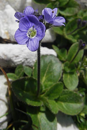 Veronica aphylla / Leafless-Stemmed Speedwell, A Trenchtling 3.7.2010