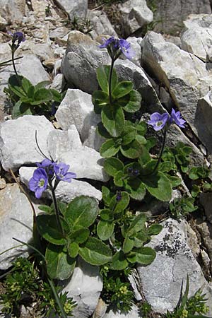 Veronica aphylla \ Nacktstiel-Ehrenpreis, Blattloser Ehrenpreis / Leafless-Stemmed Speedwell, A Trenchtling 3.7.2010