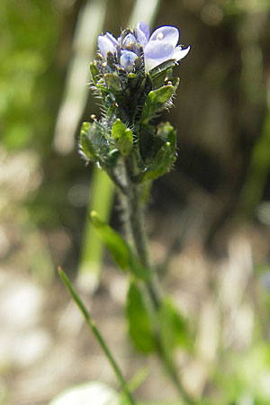 Veronica alpina / Alpine Speedwell, A Malta - Valley 19.7.2010