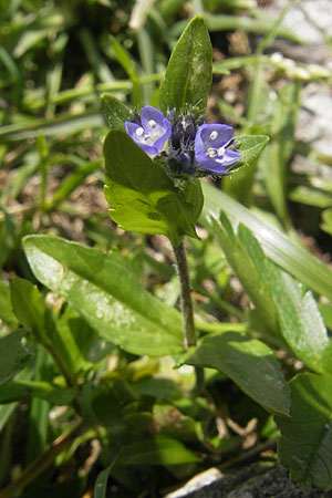 Veronica alpina \ Alpen-Ehrenpreis / Alpine Speedwell, A Malta - Tal / Valley 19.7.2010