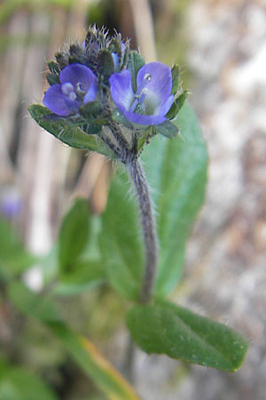 Veronica alpina \ Alpen-Ehrenpreis, A Malta - Tal 19.7.2010