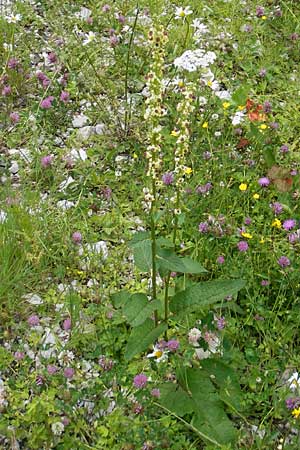 Verbascum alpinum \ Alpen-Knigskerze / Alpine Mullein, A Dachstein 20.7.2010