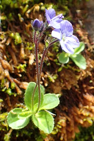 Veronica aphylla \ Nacktstiel-Ehrenpreis, Blattloser Ehrenpreis / Leafless-Stemmed Speedwell, A Dachstein, Auretskar 7.7.2020