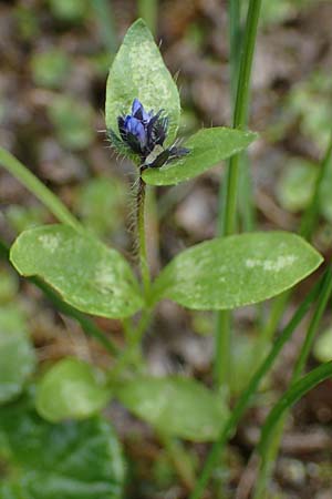 Veronica alpina \ Alpen-Ehrenpreis, A Niedere Tauern, Sölk-Pass 2.7.2021